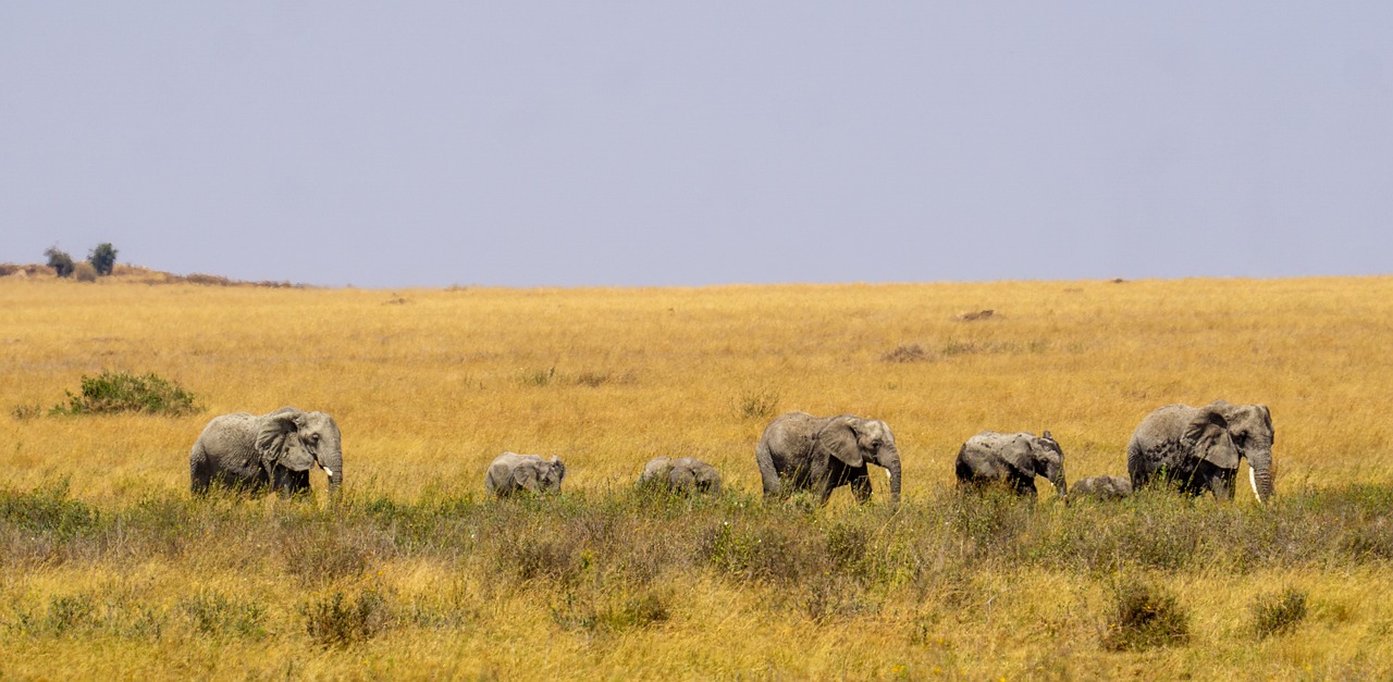Serengeti Plains Landscape