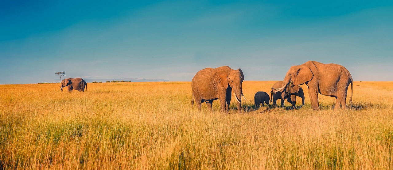 Serengeti Conservation Efforts