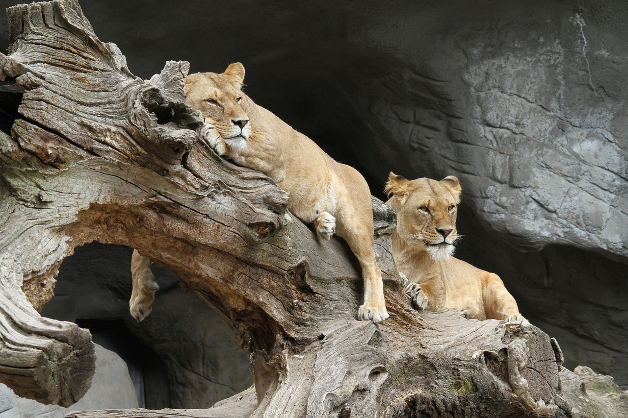 Human Impact on Serengeti