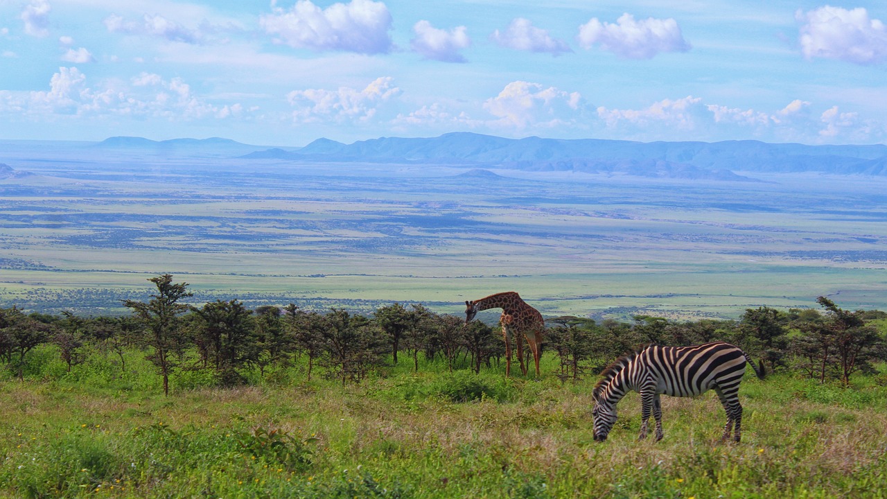 Serengeti Landscape
