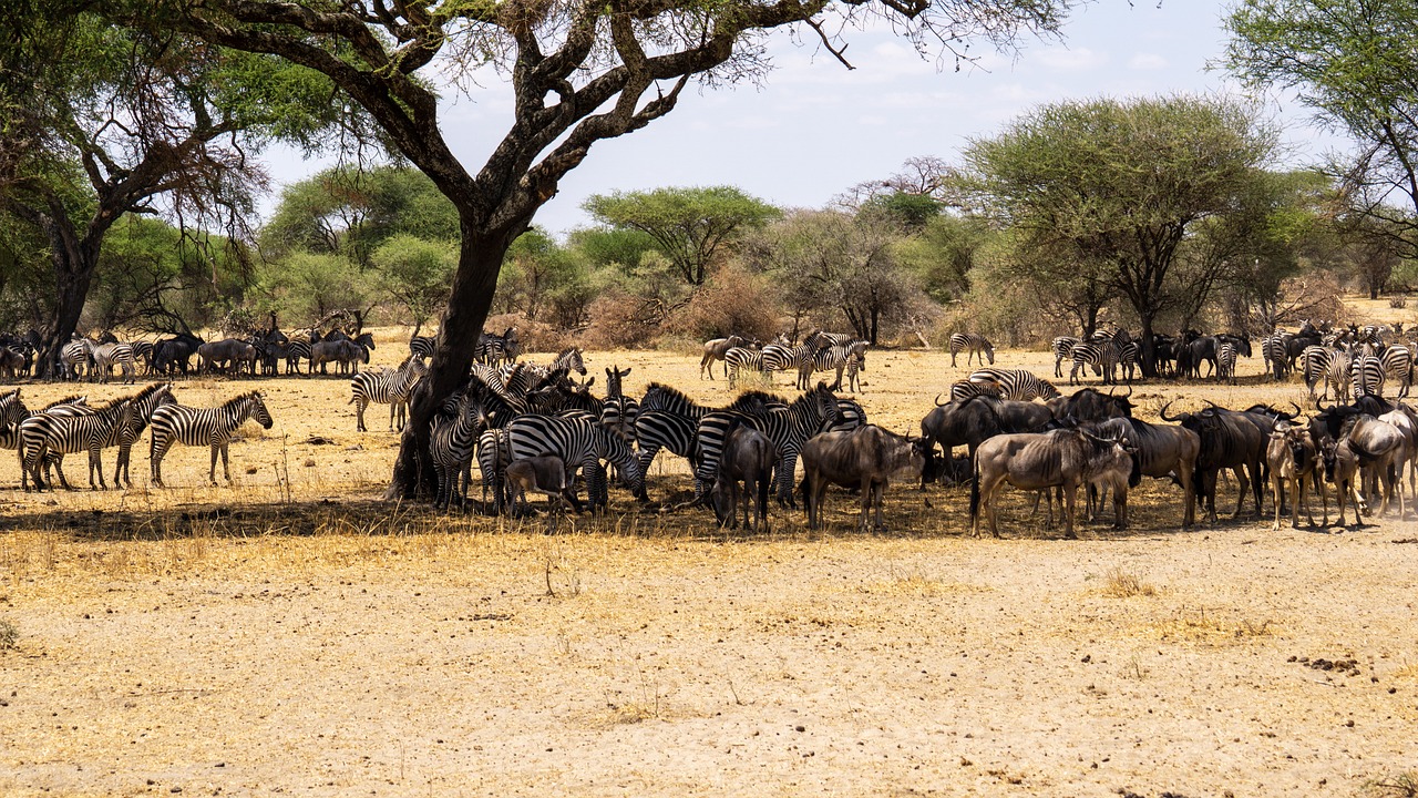 Serengeti Ecosystem